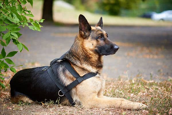 german shepherd lying down outside