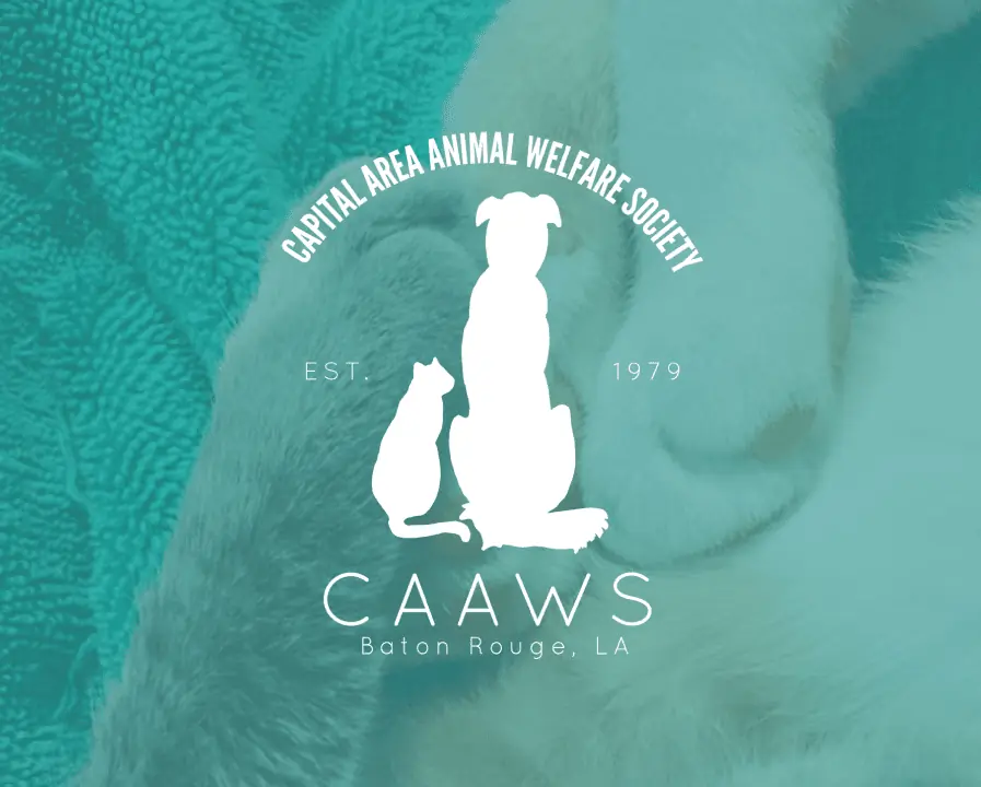 CAAWS logo of non-profit that needed web design services